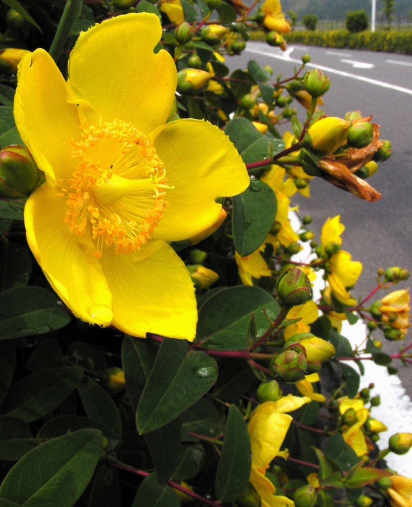 2010-05-06 黄色い花1