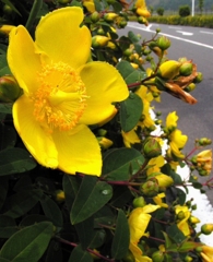 2010-05-06 黄色い花1