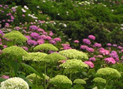 2010.06.18 あじさい屋敷050