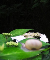 2010-06-08 東金市あじさい15