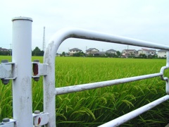 ご近所の風景　3