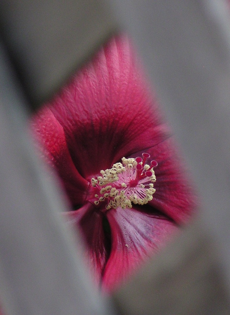 2010-07-24 ラティス越しの芙蓉