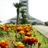 2010-05-17 蓮沼海浜公園03