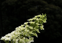 2010.06.18 あじさい屋敷14