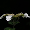 2010-05-30 東金38