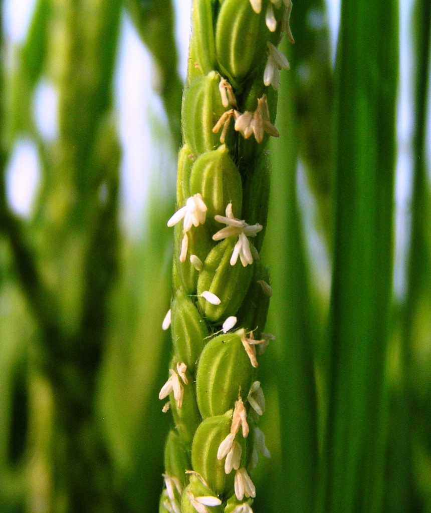 2010-07-24　稲の花