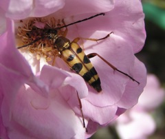 2010-06-06 ヨツスジハナカミキリ