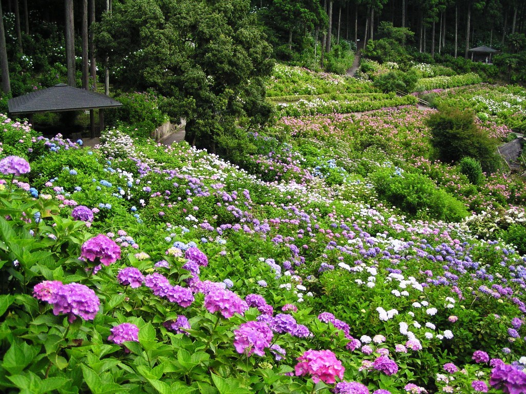 2010.06.18 あじさい屋敷07