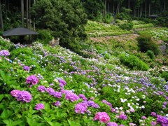 2010.06.18 あじさい屋敷07