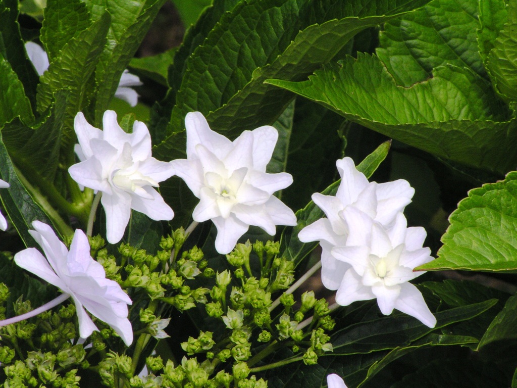 2010.06.18 あじさい屋敷182
