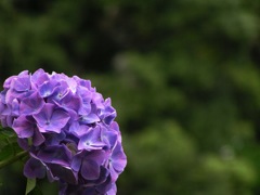2010.06.18 あじさい屋敷02