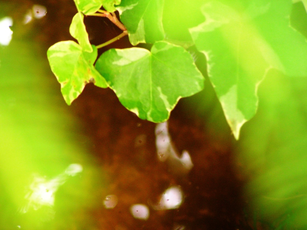 2010-06-24 庭33
