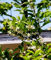 2010-05-21　ゆずの花