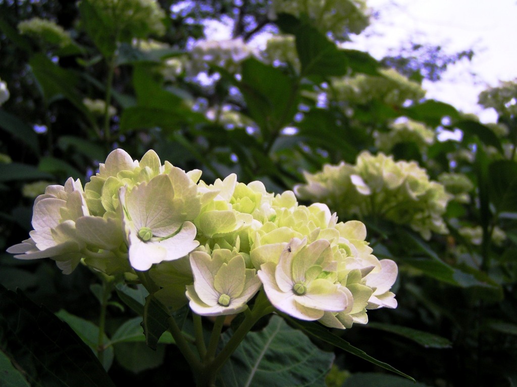 2010-06-08 東金市あじさい06
