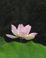2010-07-30 ハス1