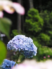 2010.06.18 あじさい屋敷061