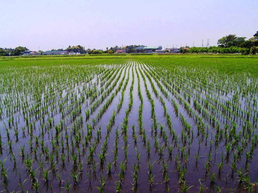 2010-05-21 田んぼ　1