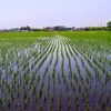 2010-05-21 田んぼ　1