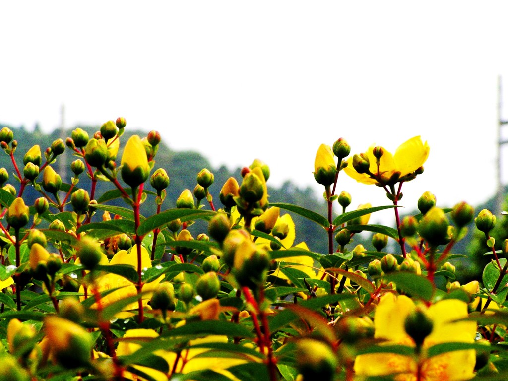 2010-05-06 黄色い花4