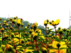 2010-05-06 黄色い花4