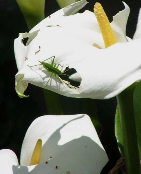 2010-05-21 美味しいよ　1