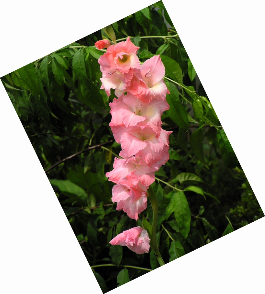 花05