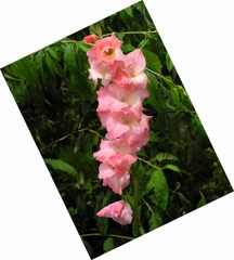 花05