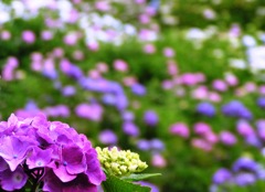 2010.06.18 あじさい屋敷037