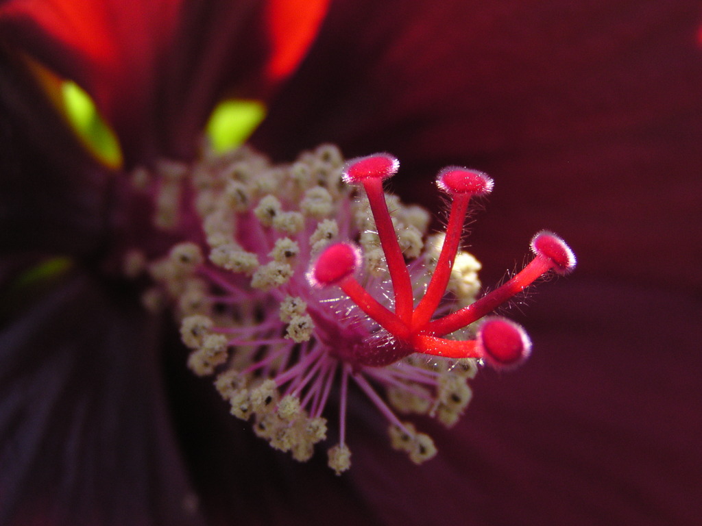 西洋芙蓉　「しべ」1