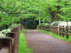 2010-05-11　茂原公園　01