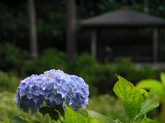 2010.06.18 あじさい屋敷15