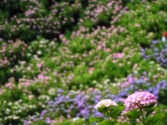 2010.06.18 あじさい屋敷129