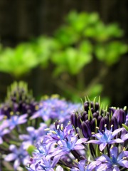 2010-04-29花 2 (27)