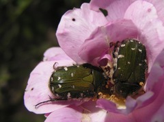 2010-06-06 コアオハナムグリ