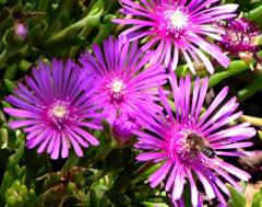 マツバギク(ミツバチ)