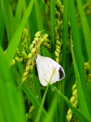 ごはん党