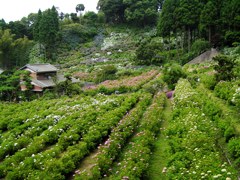 2010.06.18 あじさい屋敷142