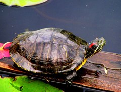 2010-05-25 茂原公園　10