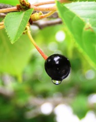 2010-06-05 チェリー2