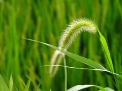 ご近所の風景　4