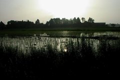 2010-05-21　田んぼ2