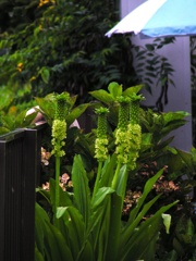 2010-07-30 佐藤家の庭