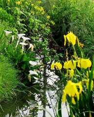 2010-05-21　黄色と白2