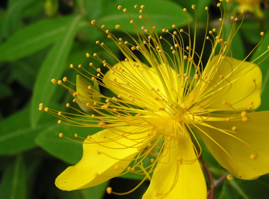 ご近所のお宅のお花4