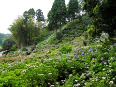 2010.06.18 あじさい屋敷073