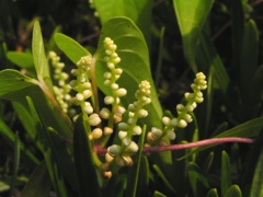 2010-08-01 ツル？