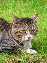 2010-07-30 ネコ3