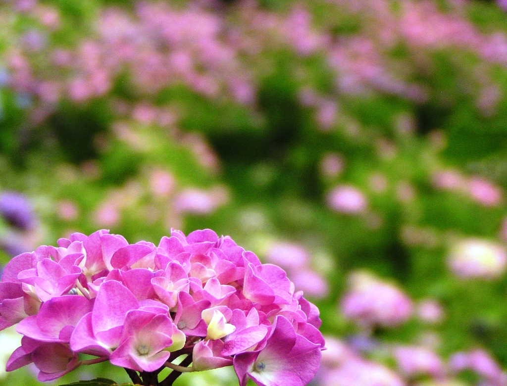 2010.06.18 あじさい屋敷021