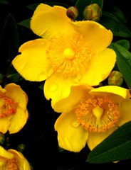 2010-05-06 黄色い花7