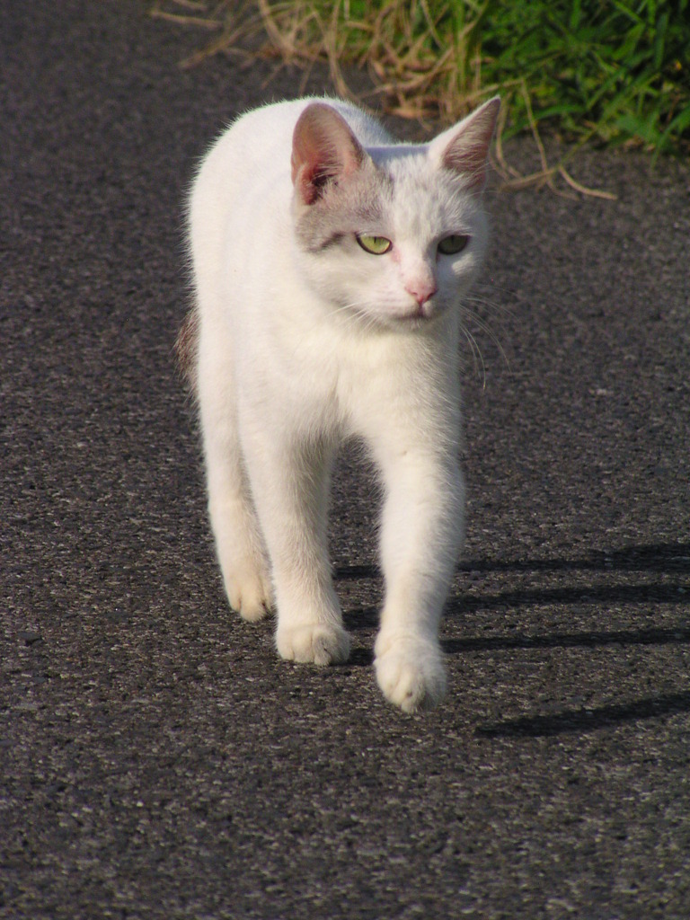 2010-07-29 ネコ03